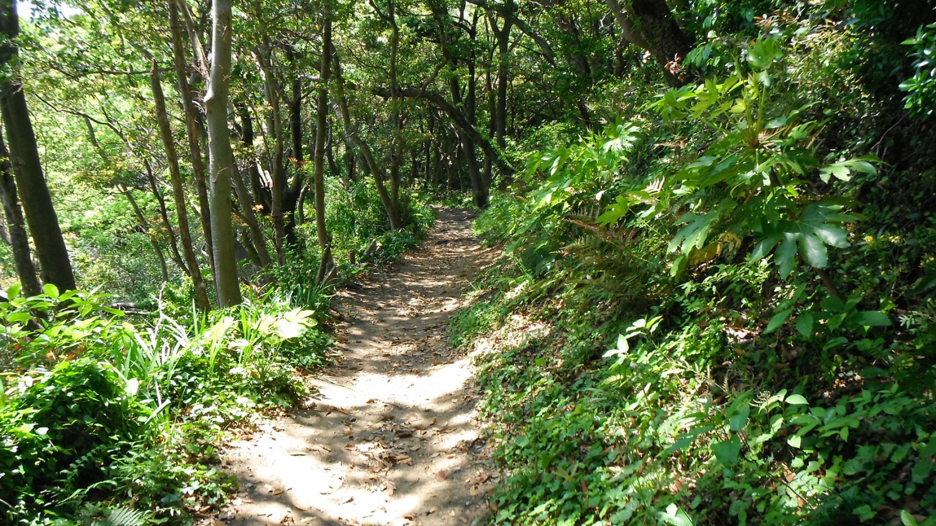 叶山站立划桨体验叶山海洋运动