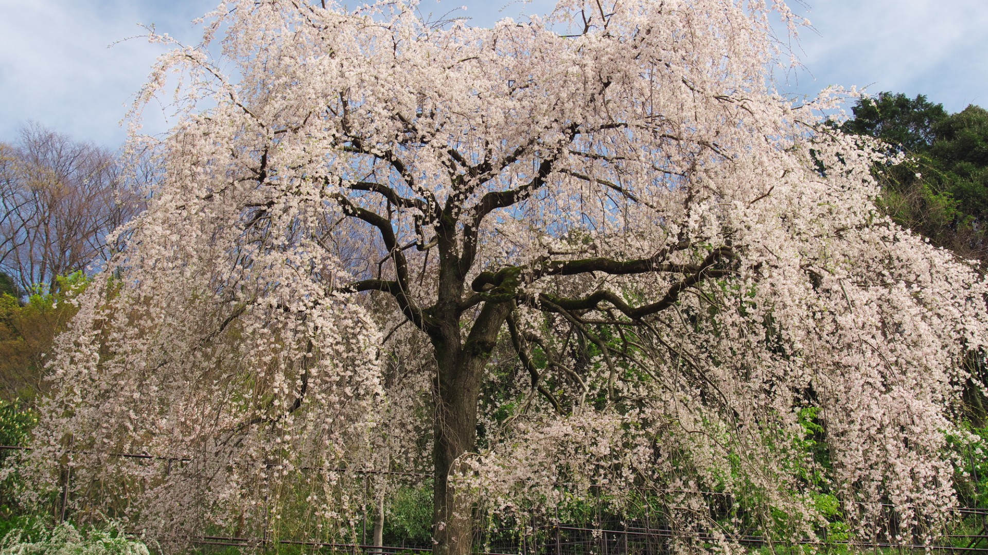 Cerezos llorones Chokozan Shotai-ji (Flores de cerezo)