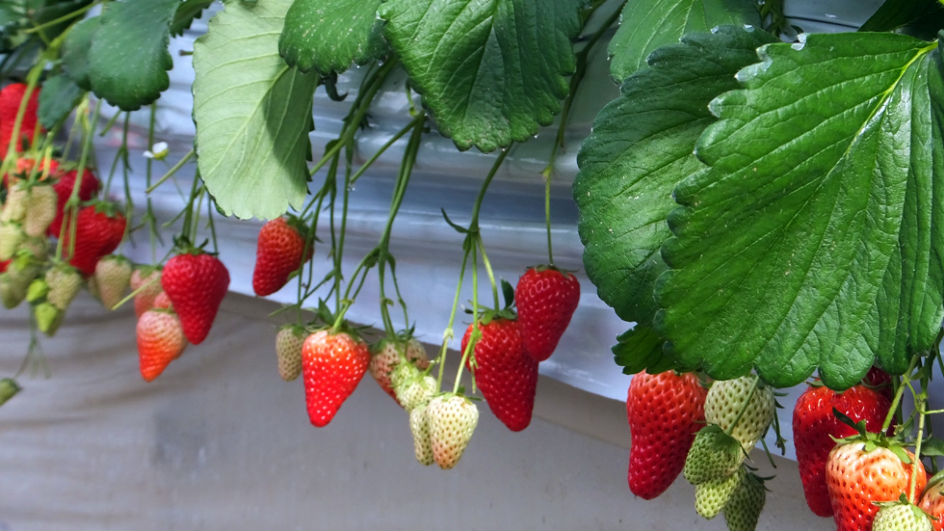 Motoki Farm (Strawberry Picking)