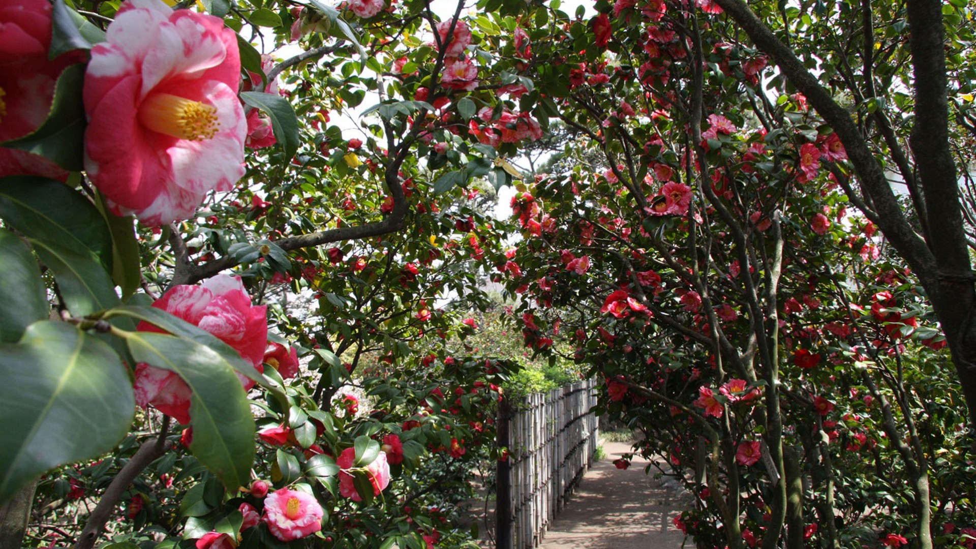 冰室茶花庭園