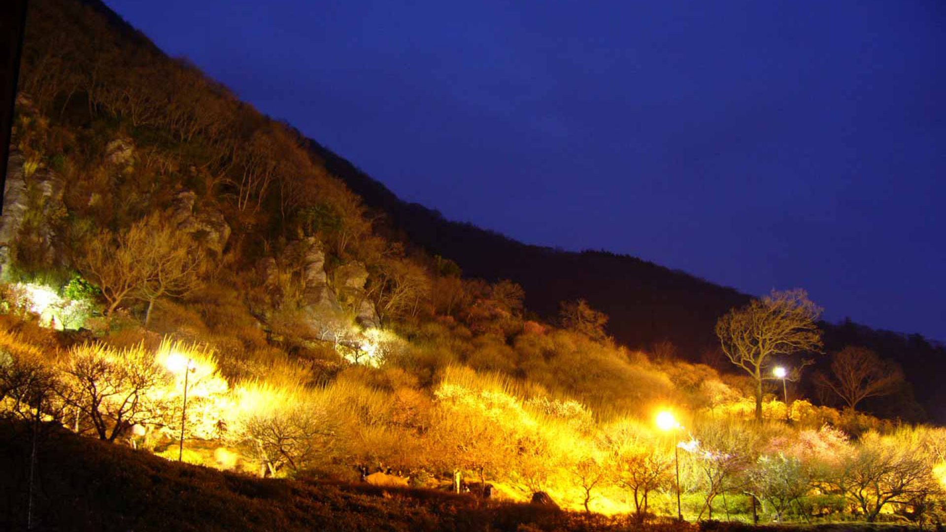 Yugawara Plum Grove "Banquet of Ume (Plums)"