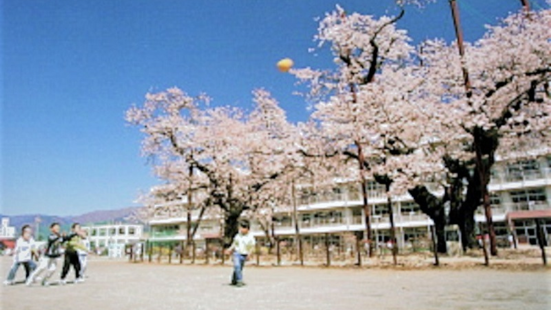 하다노시 남부 초등학교의 벚꽃 