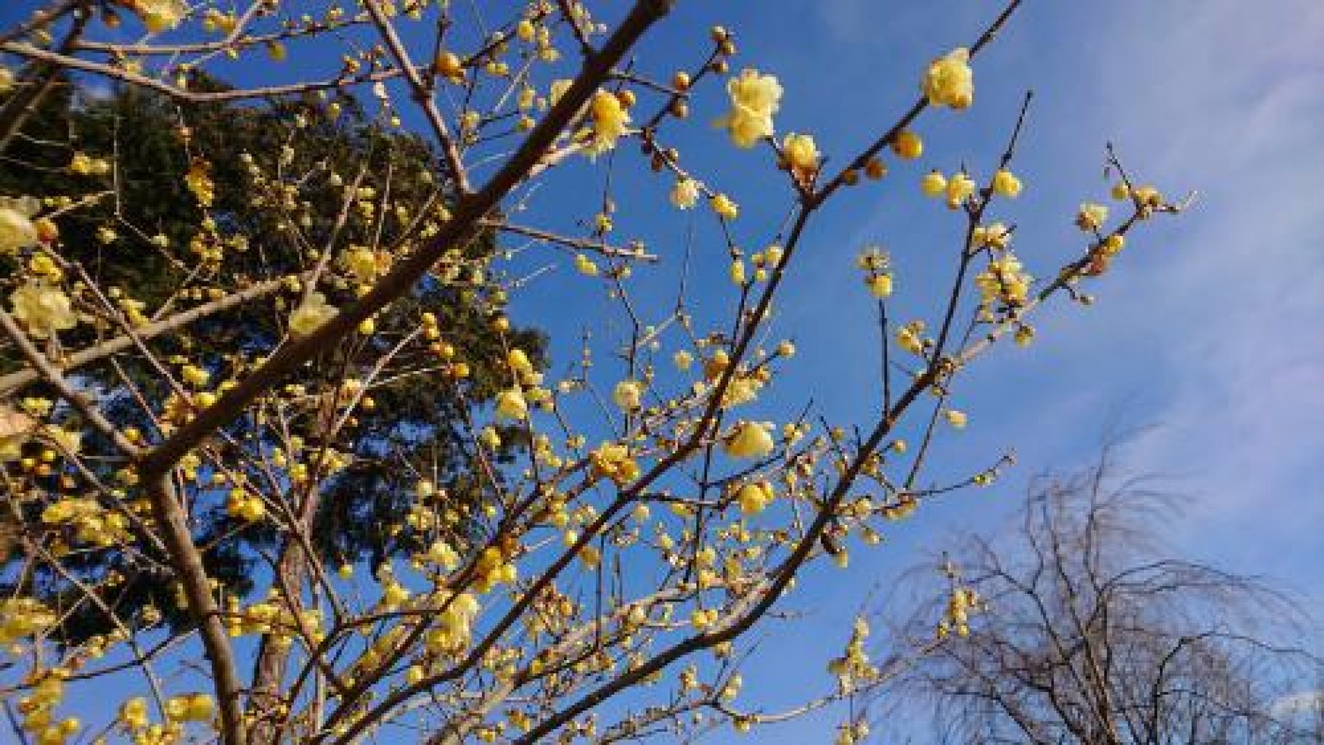 Jardin Yadoriki Wintersweet (Festival Yadoriki Wintersweet)