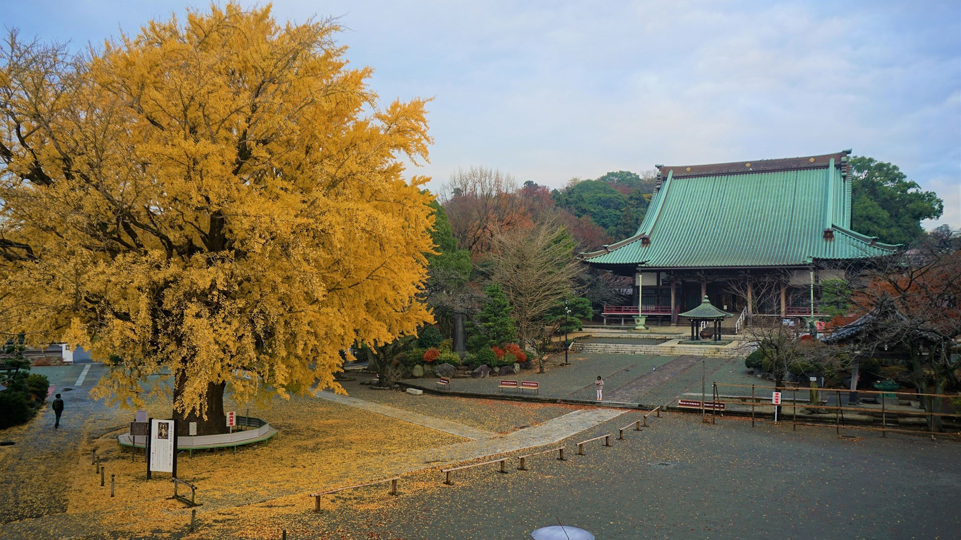 Chùa Yugyō (cây bạch quả - chợ trời chùa Yugyō, Fujisawa)