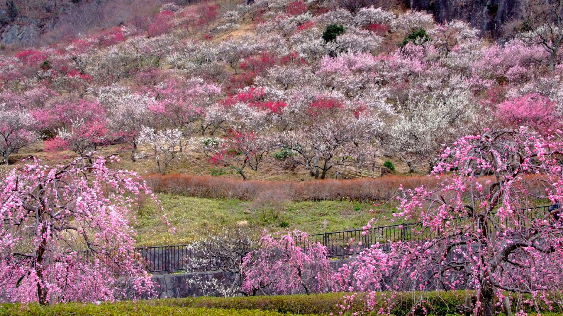 Ciruelo de Yugawara "Banquete de Ume (Ciruelas)"