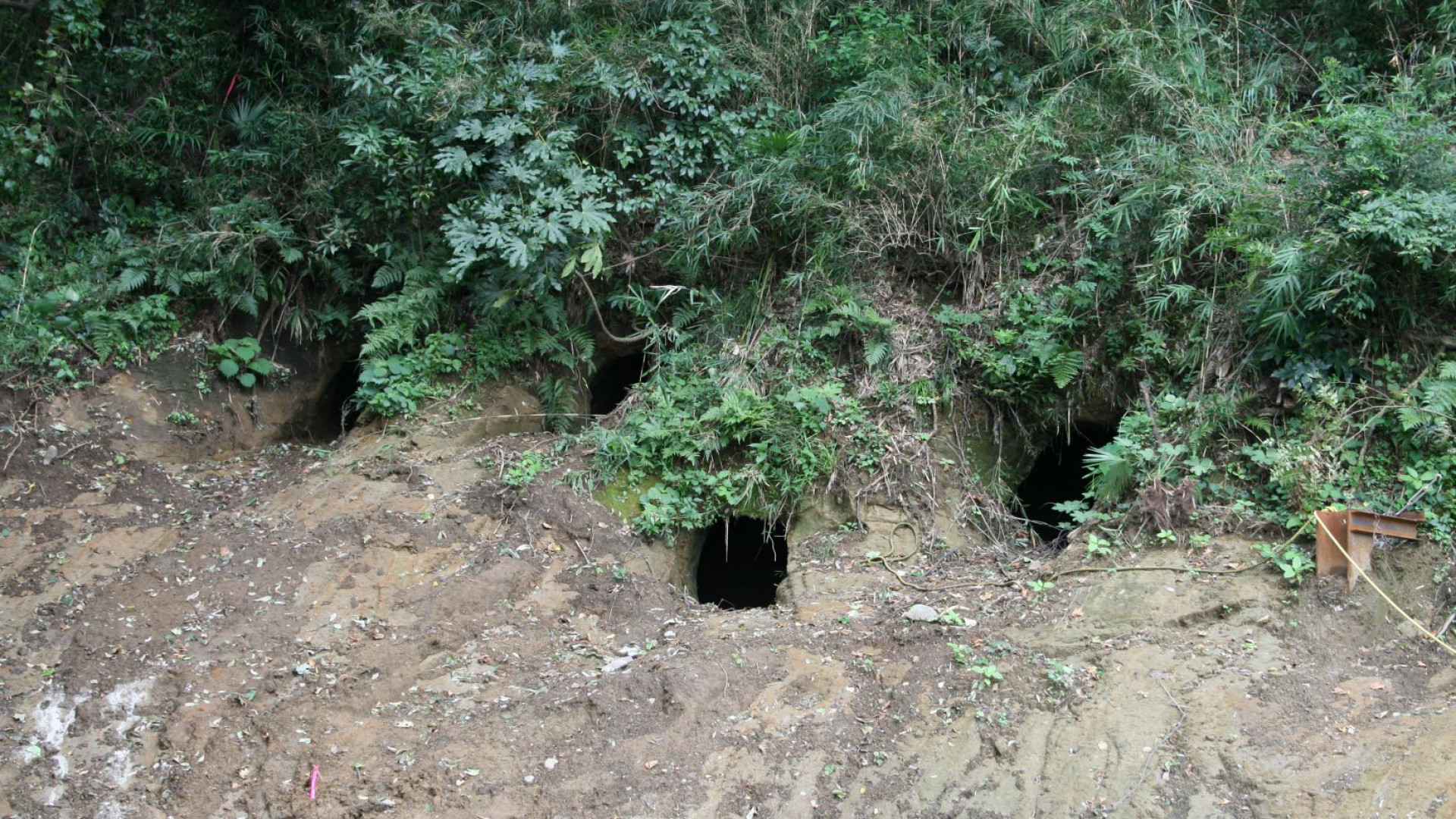 이쿠타 쵸쟈아나 매장 동굴 군락
