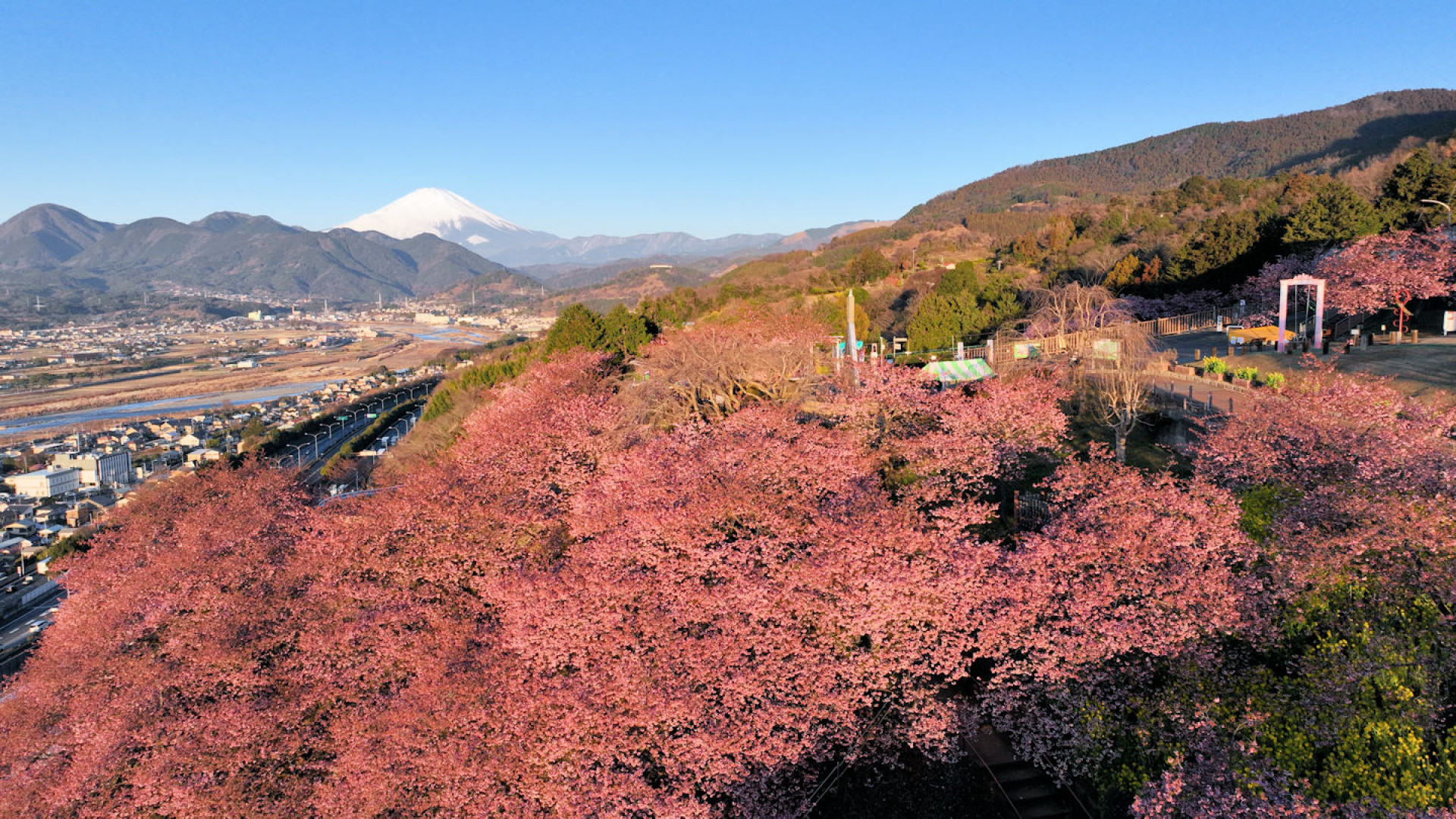 Matsuda Cherry Blossom Festival