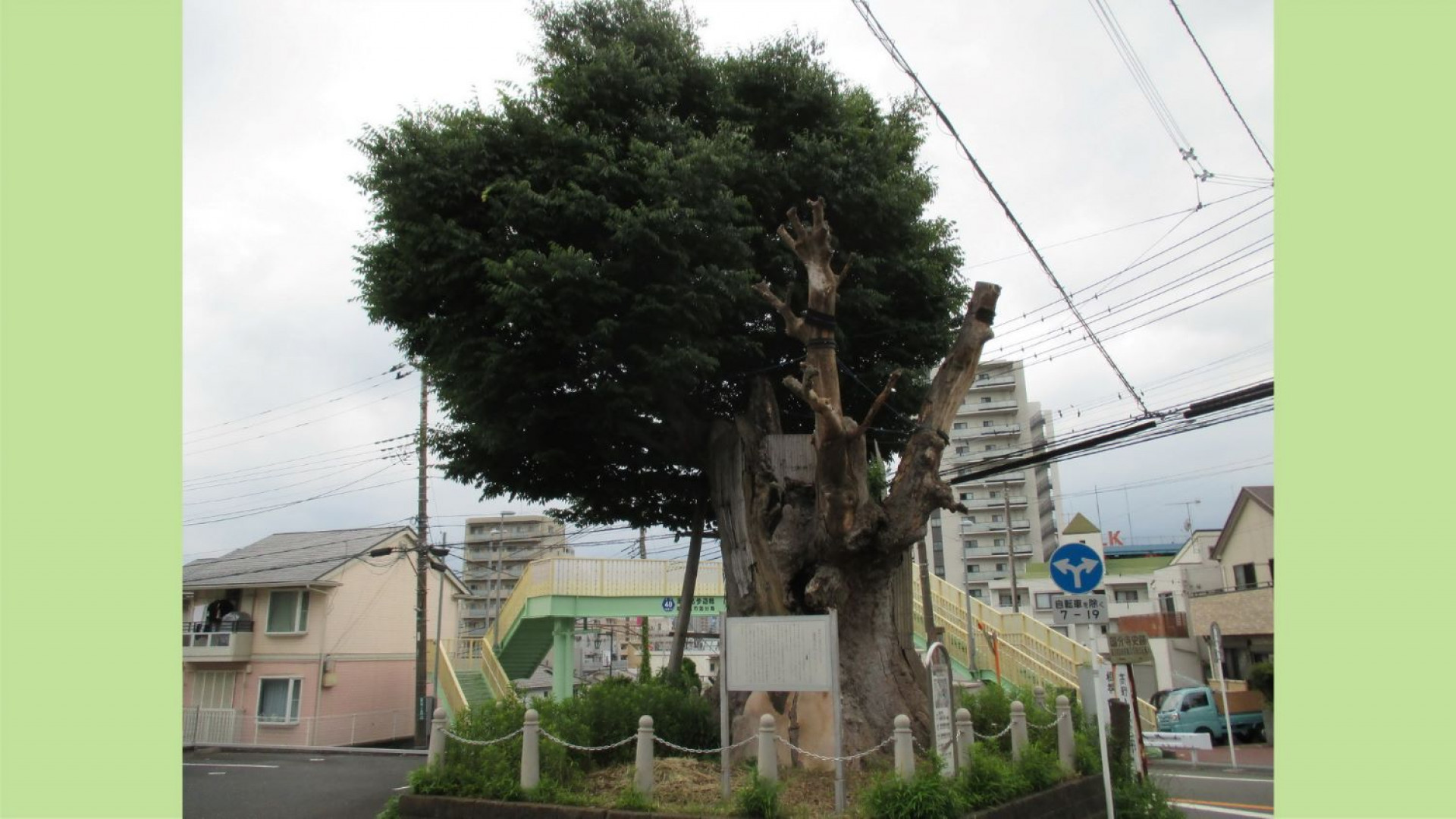 Gran árbol de Zelkova en Ebina