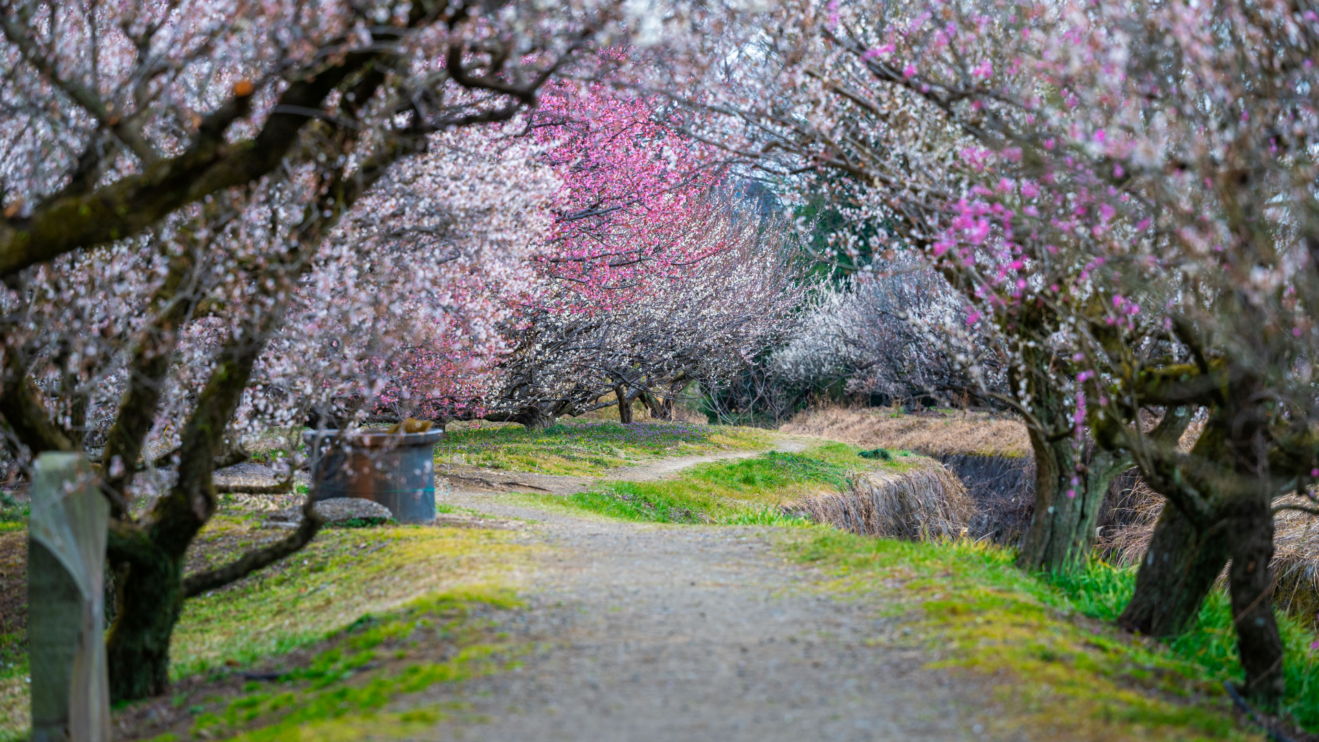Odawara Plum Blossom Festival