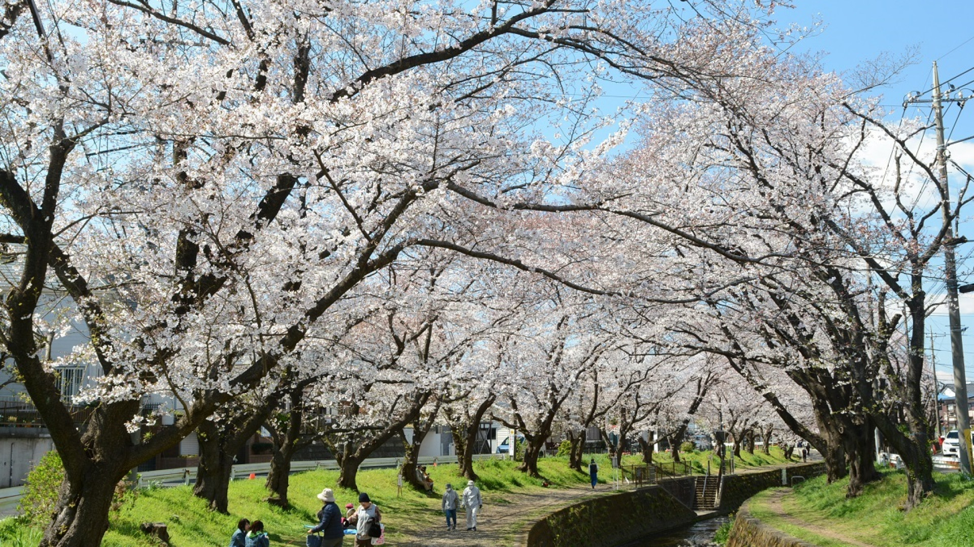 千本桜（引地川）