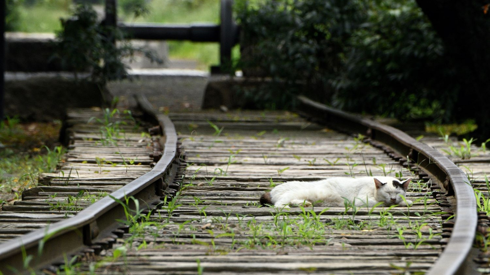 Ichinomiya, le "Sentier de Verdure"