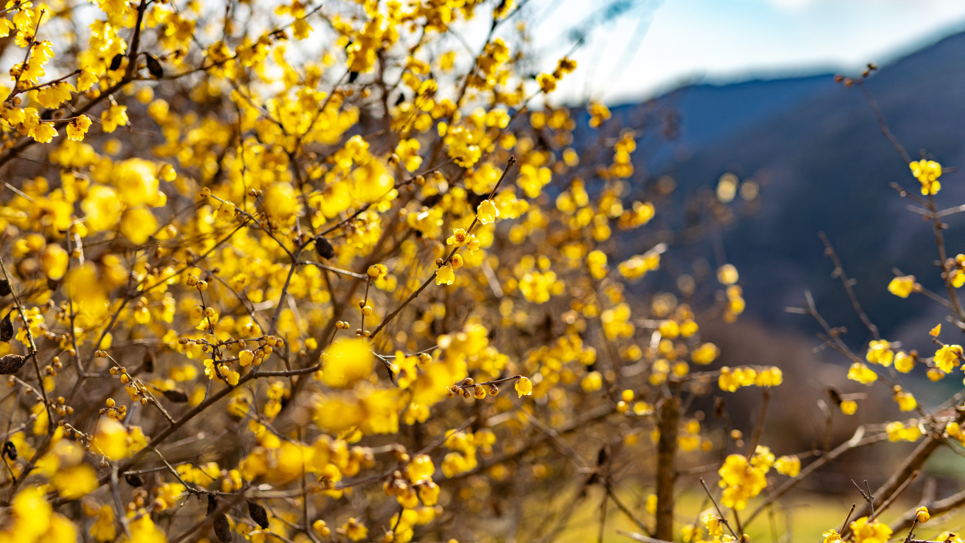 Yadoriki Wintersweet Garden (Yadoriki Wintersweet Festival)