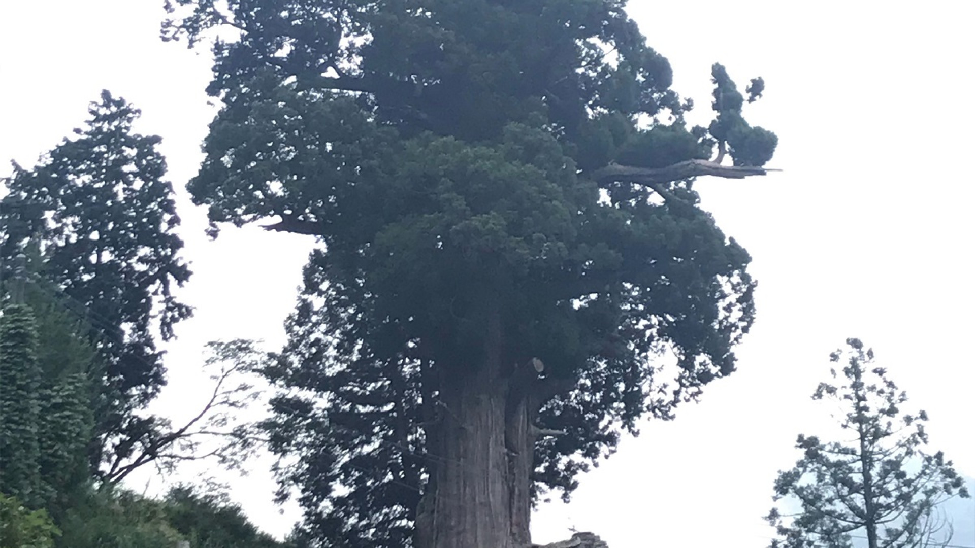 Hōki Sugi