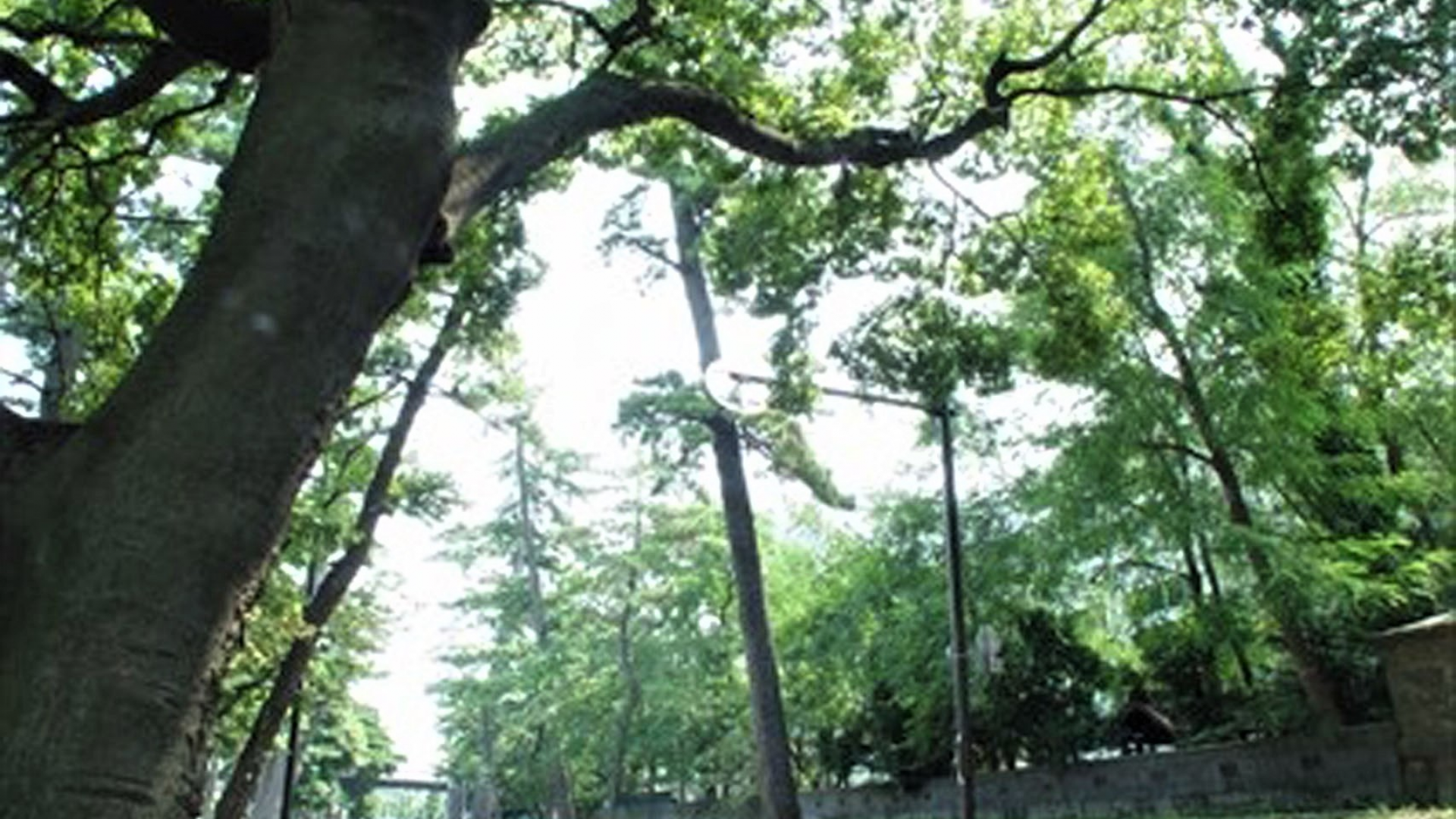 Former Tokaido Pine trees (Oiso)