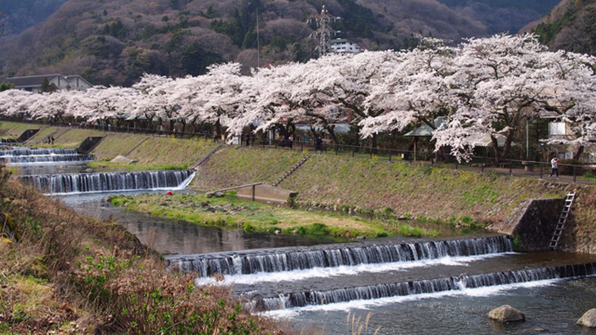 Miyagino Sakura (cerezos en flor)