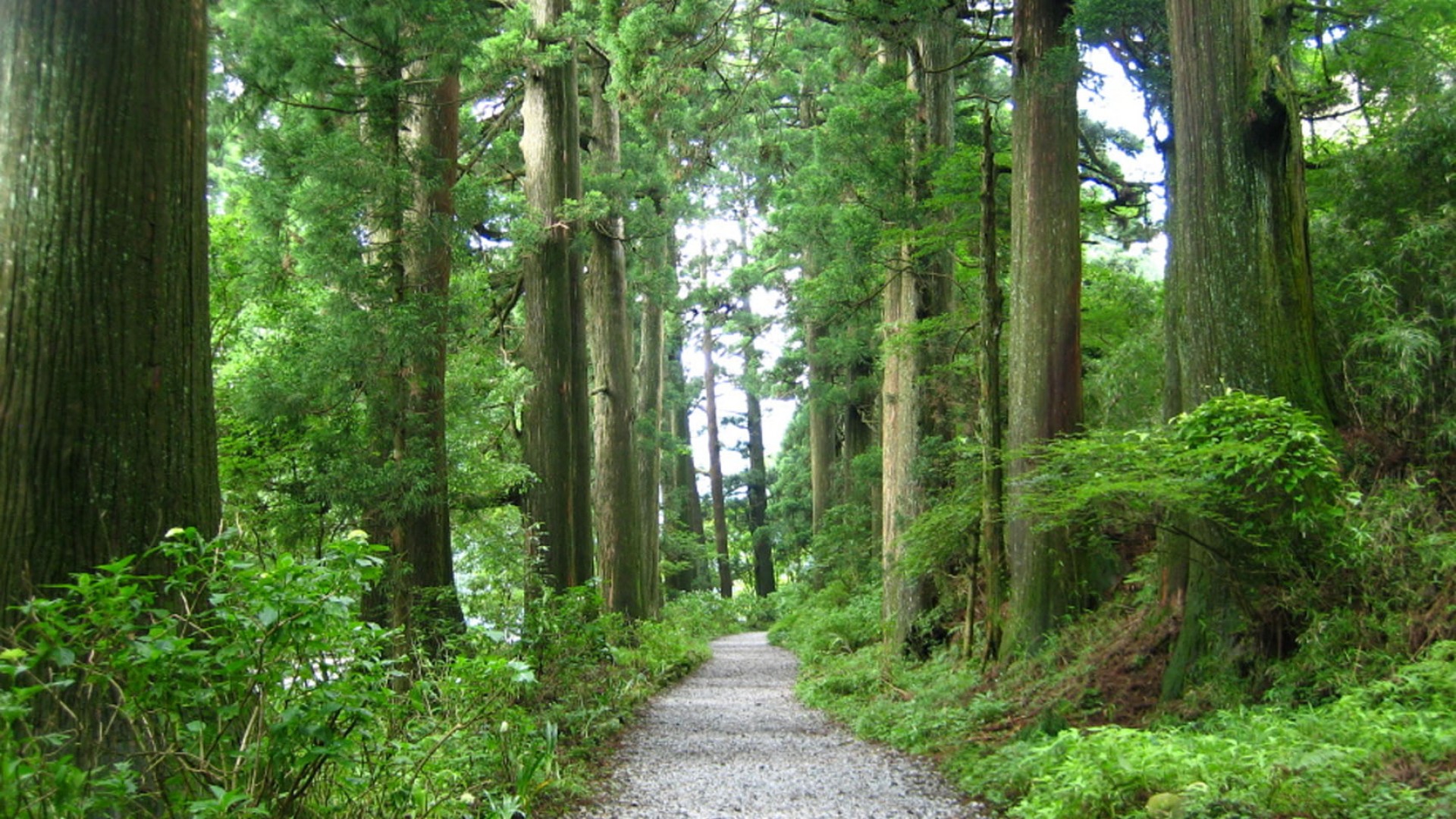 箱根舊街道杉木林道