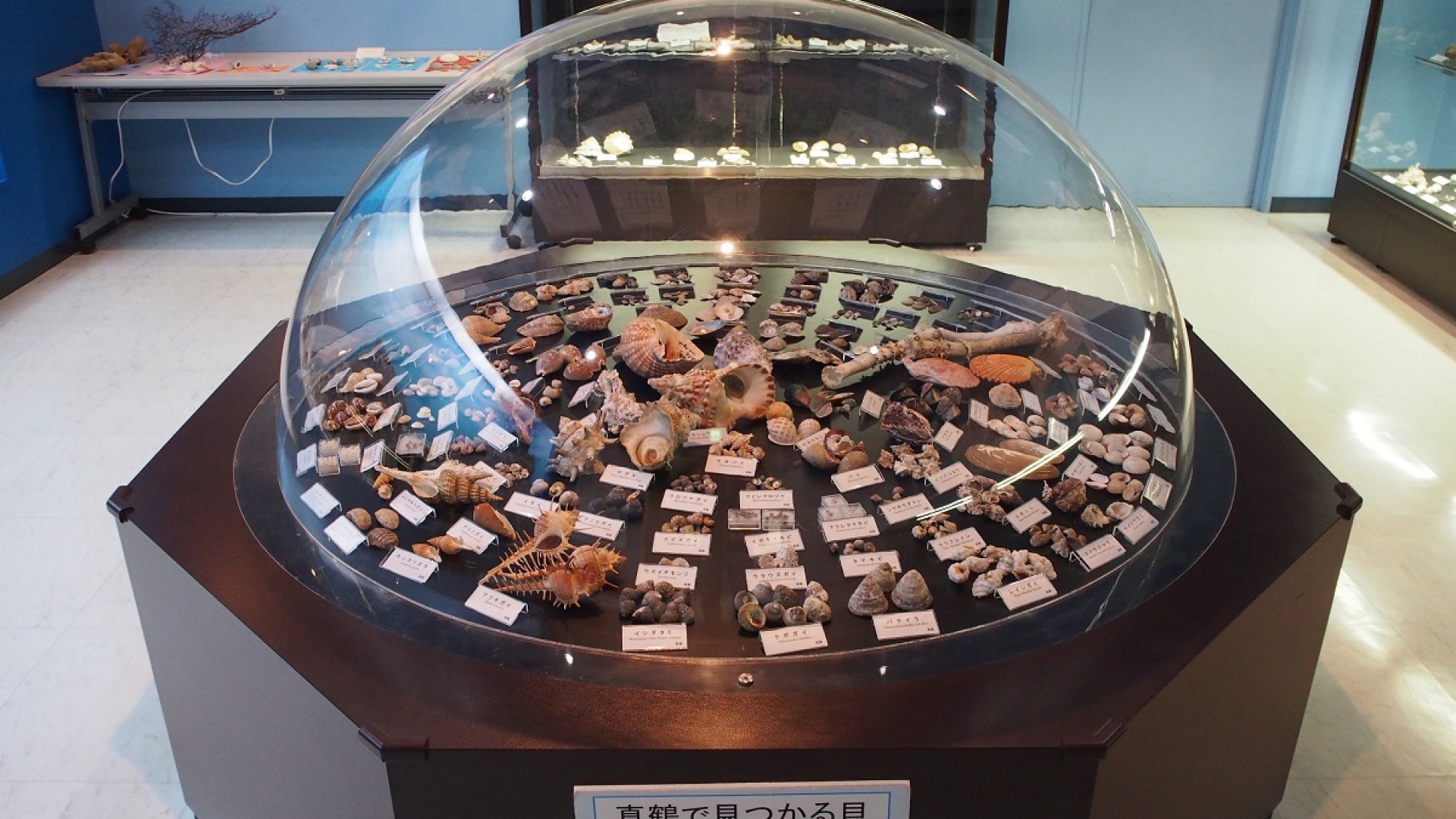 Endo Muschel Museum von Manazuru