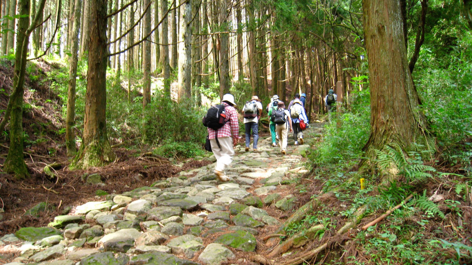 Recorrido de senderismo en Hakone