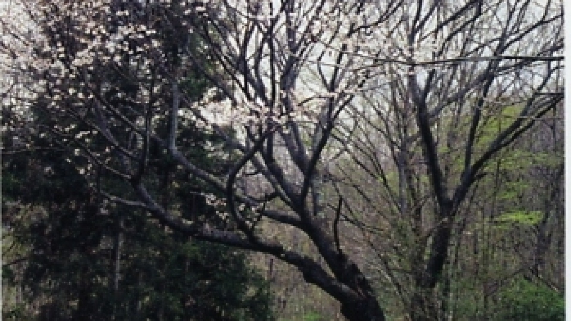 Yoritomo Sakura(cherry blossoms)