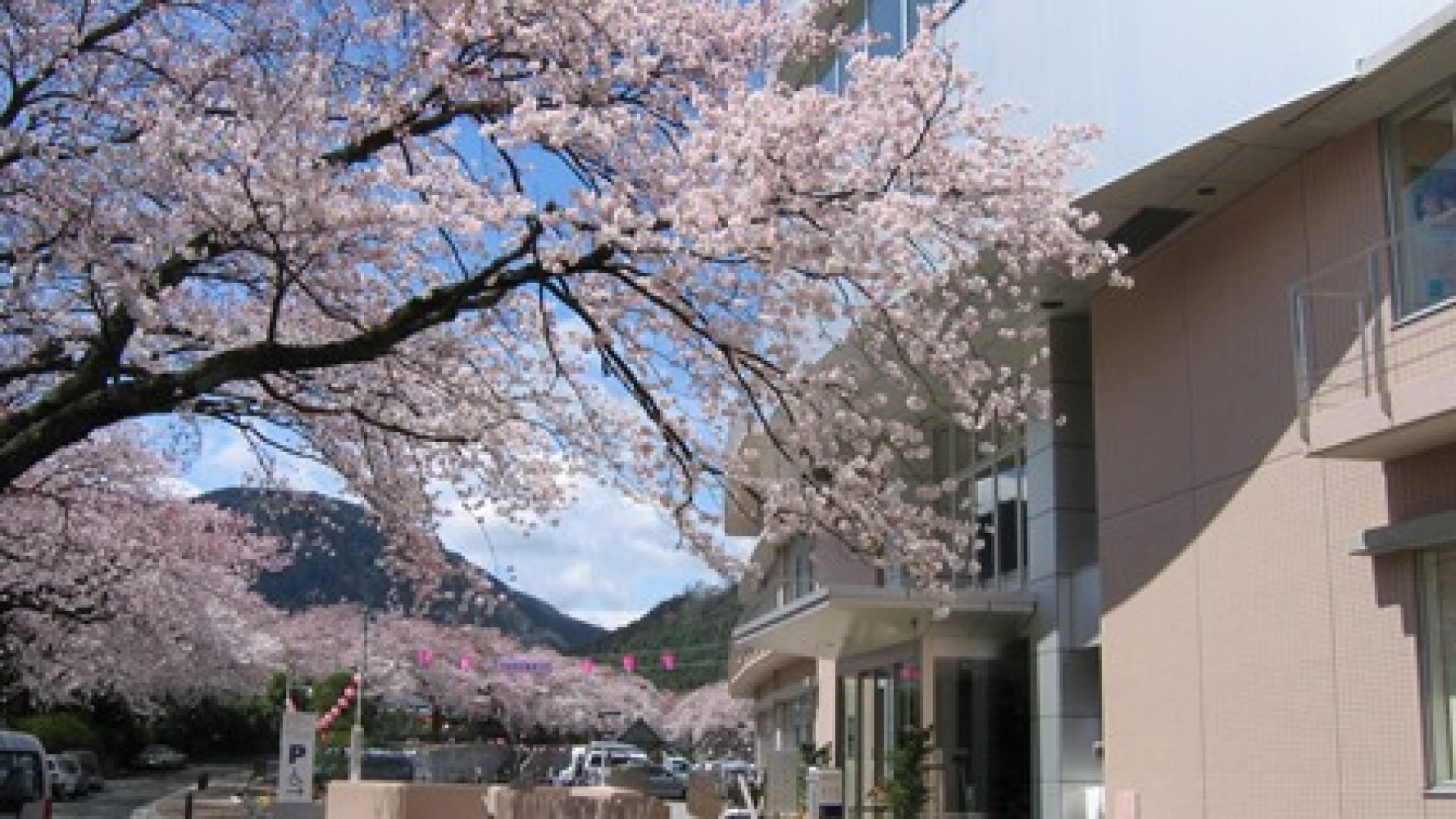Centre de santé et de bien-être Yamakita machi - Cerisiers en fleurs