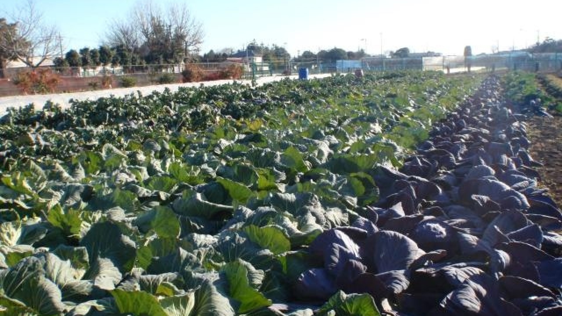 Granja de verduras de temporada Shunsai