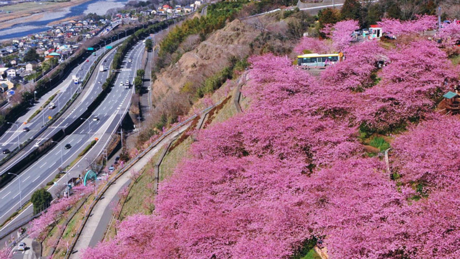 Festival de flores de cerezo en Matsuda