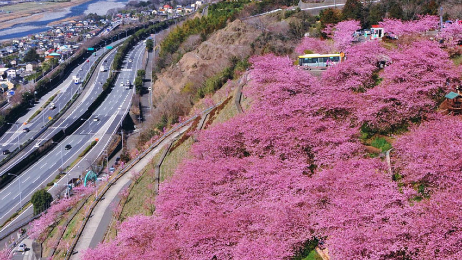 Matsuda Cherry Blossom Festival