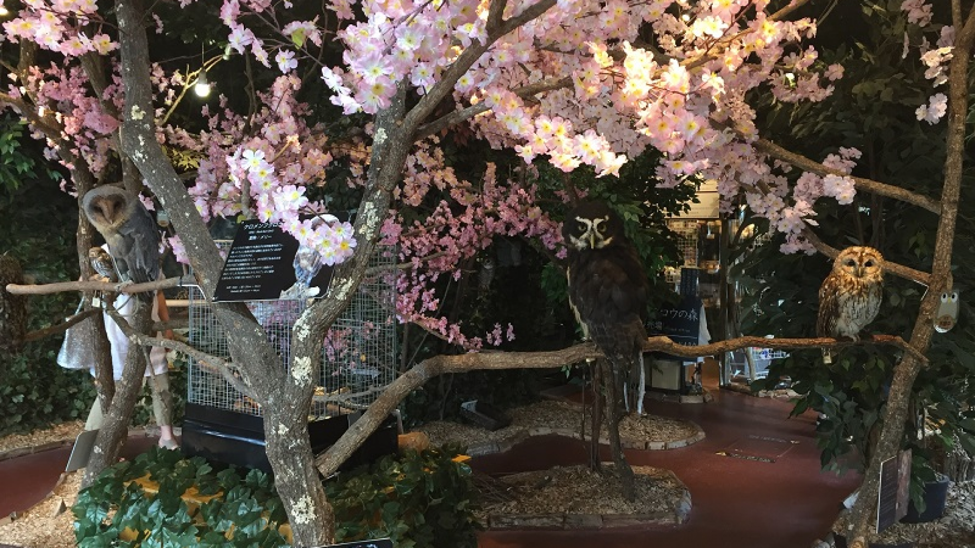 Forêt aux hiboux de Kamakura