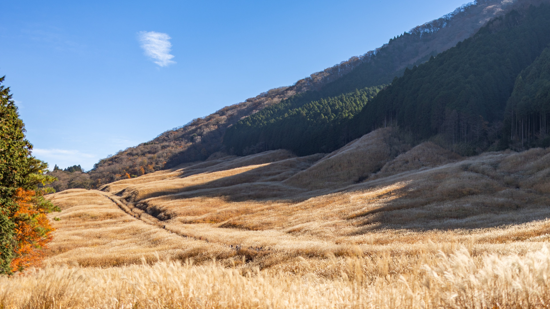 Đồng cỏ Sengokuhara Susuki