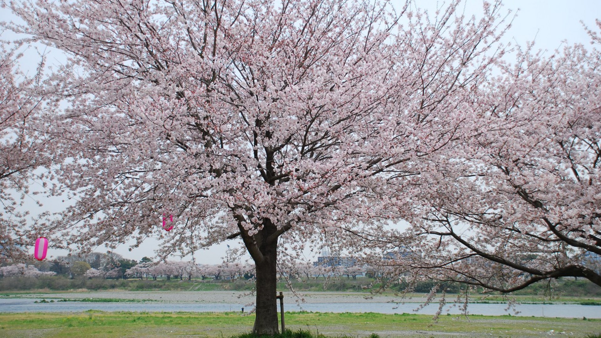 いきものがかり の桜土手 お花見 エリア Tokyo Day Trip 東京から神奈川への日帰り旅行