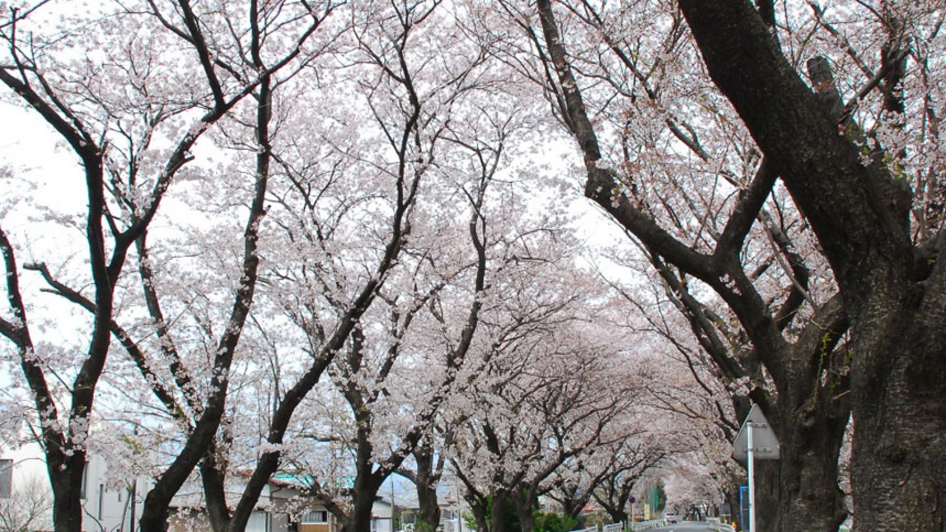 A row of cherry blossom trees at the confluence of three rivers