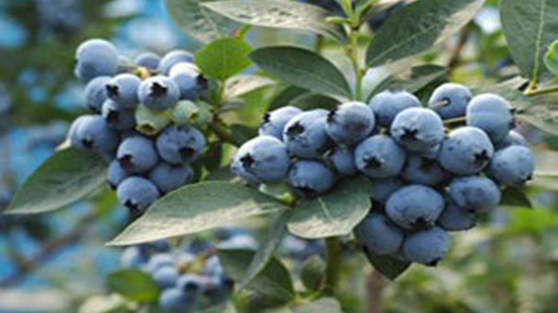 宮原藍莓採摘農園