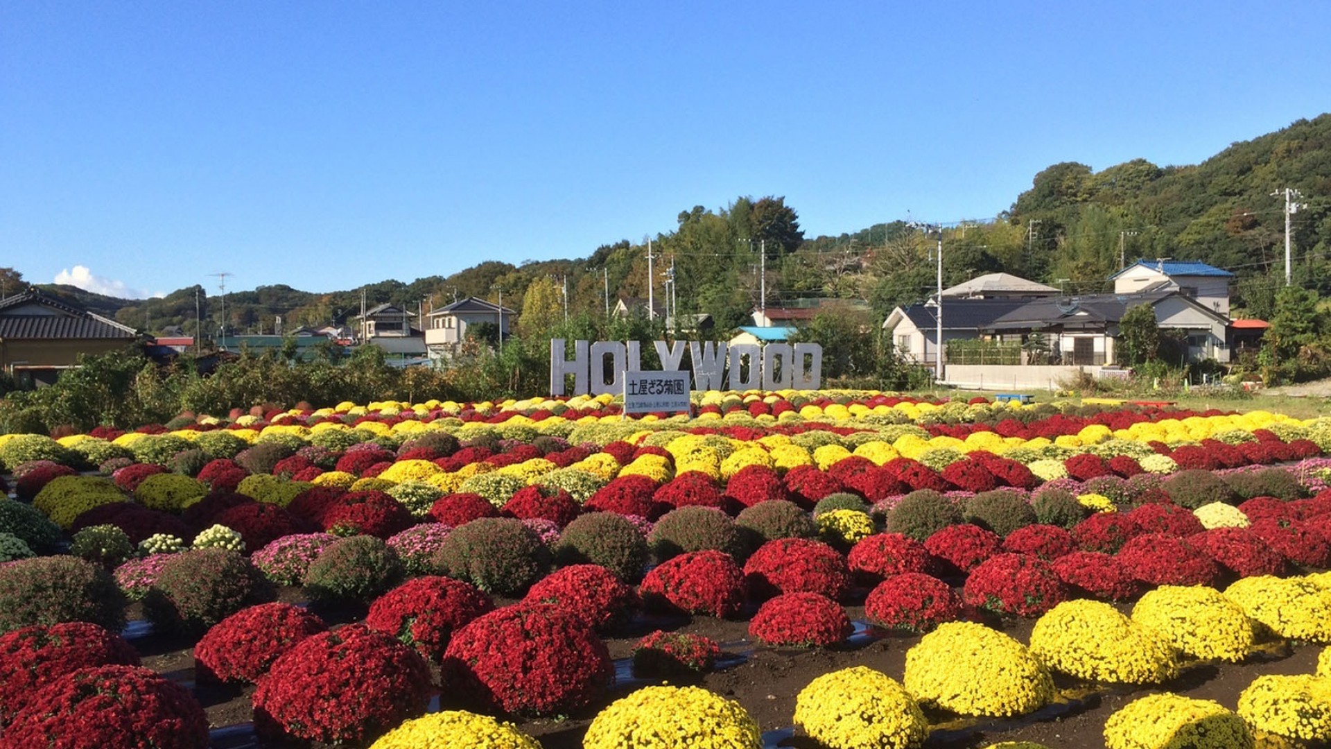Jardin de Chrysanthems Tsuchiya