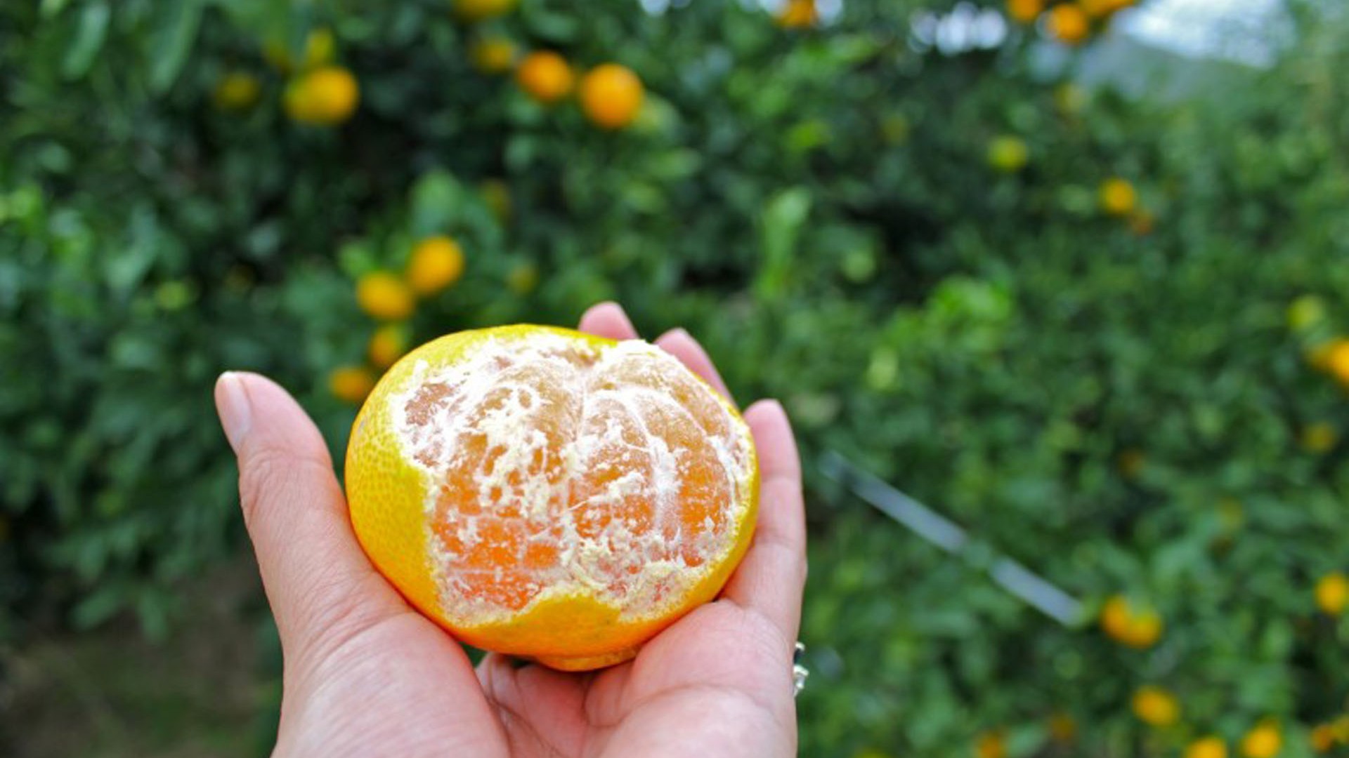 การเก็บส้มแมนดารินที่ ยุงะวะระ