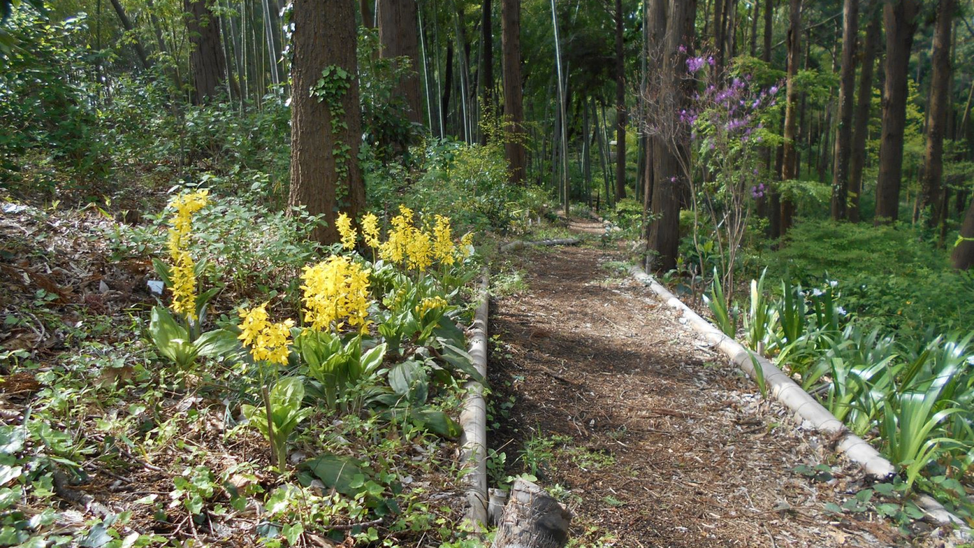 Vườn hoa huệ Endo Mahoroba no Sato Fujisawa Calanthe-Lily
