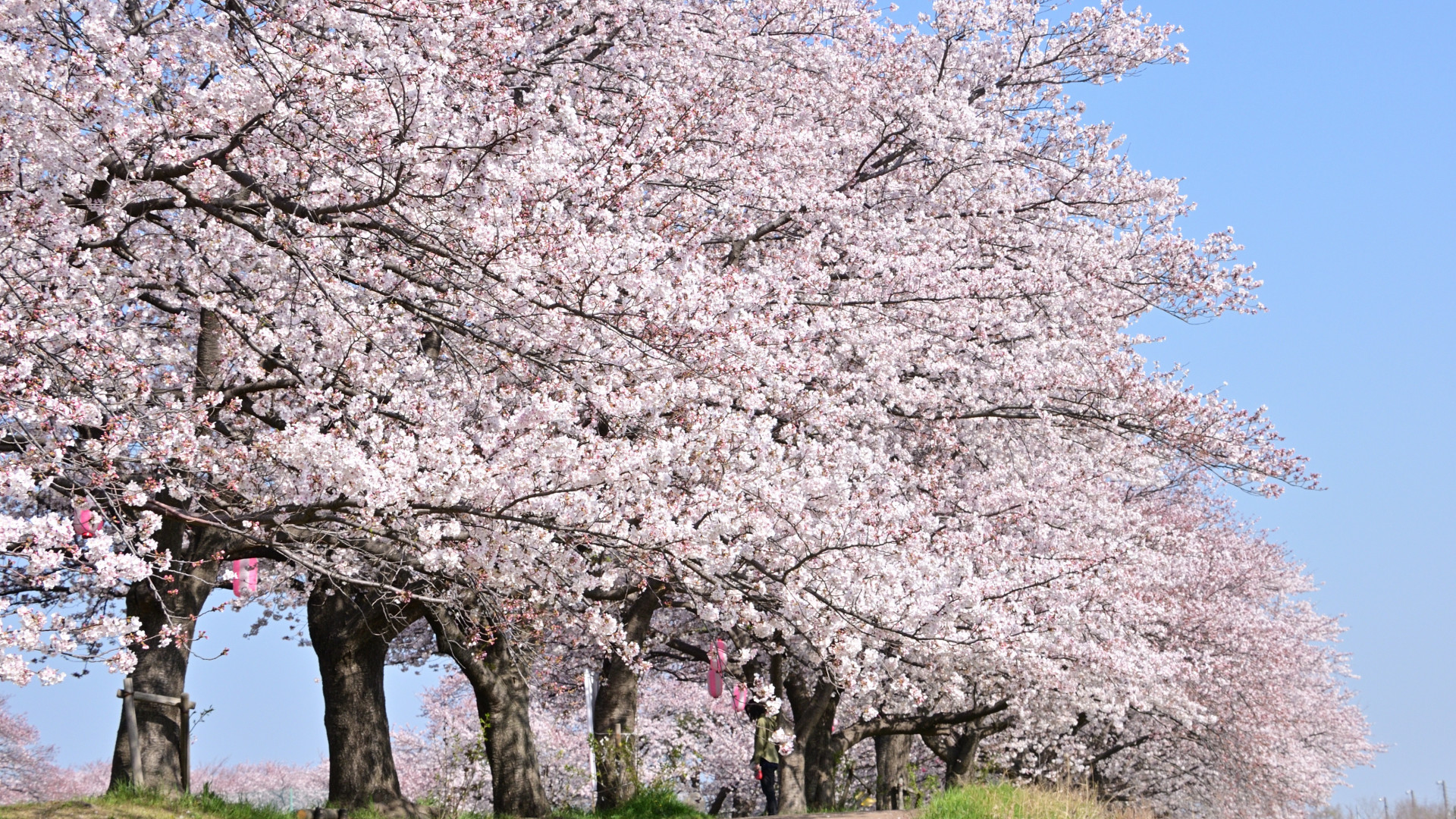 Une rangée de cerisiers en fleurs au confluent de trois rivières