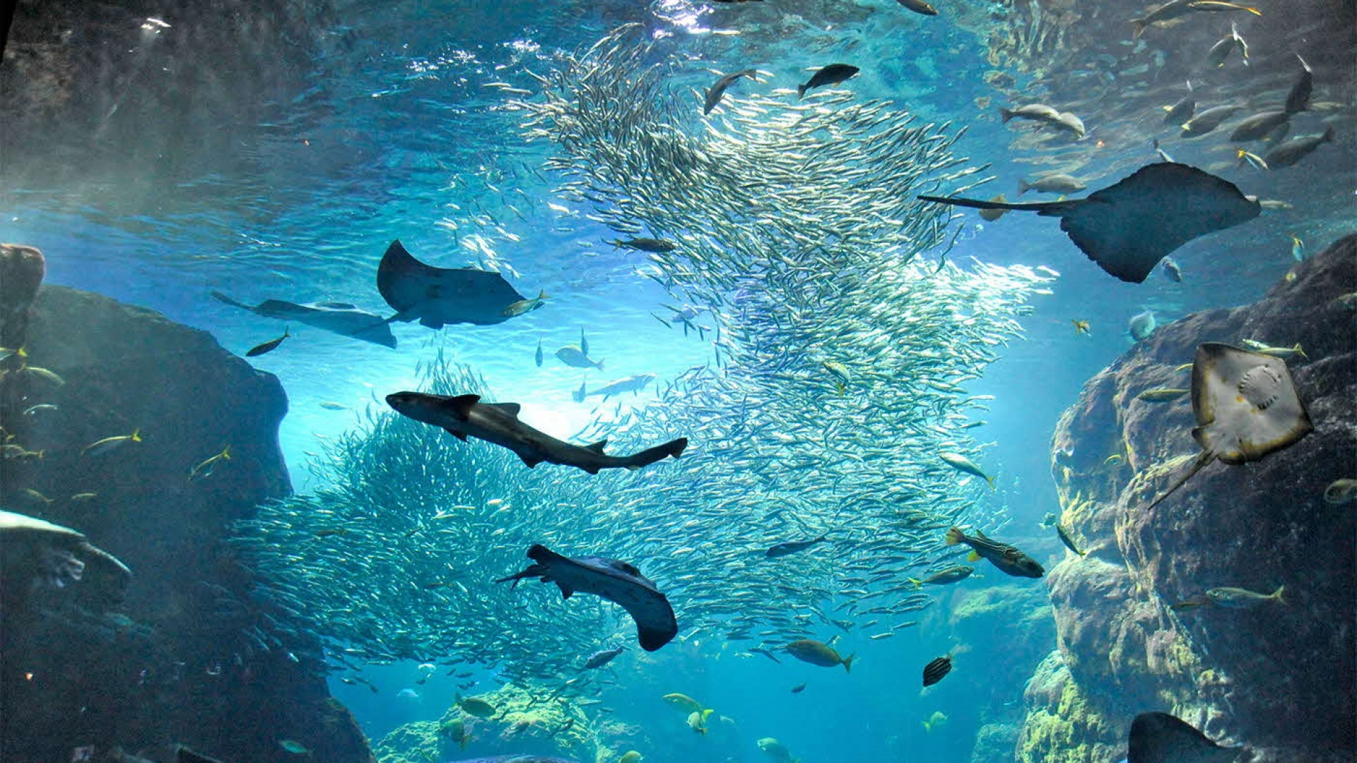 Aquarium d'Enoshima