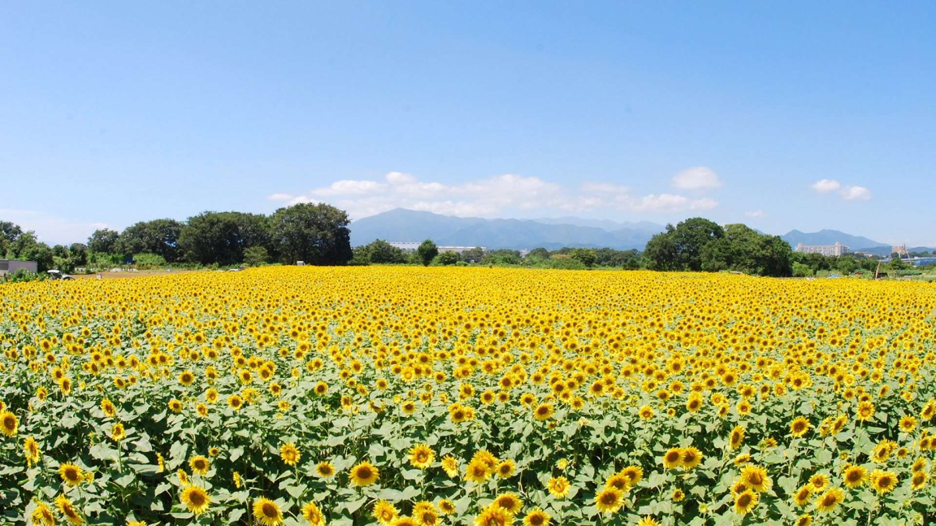 Zama Sunflower Field