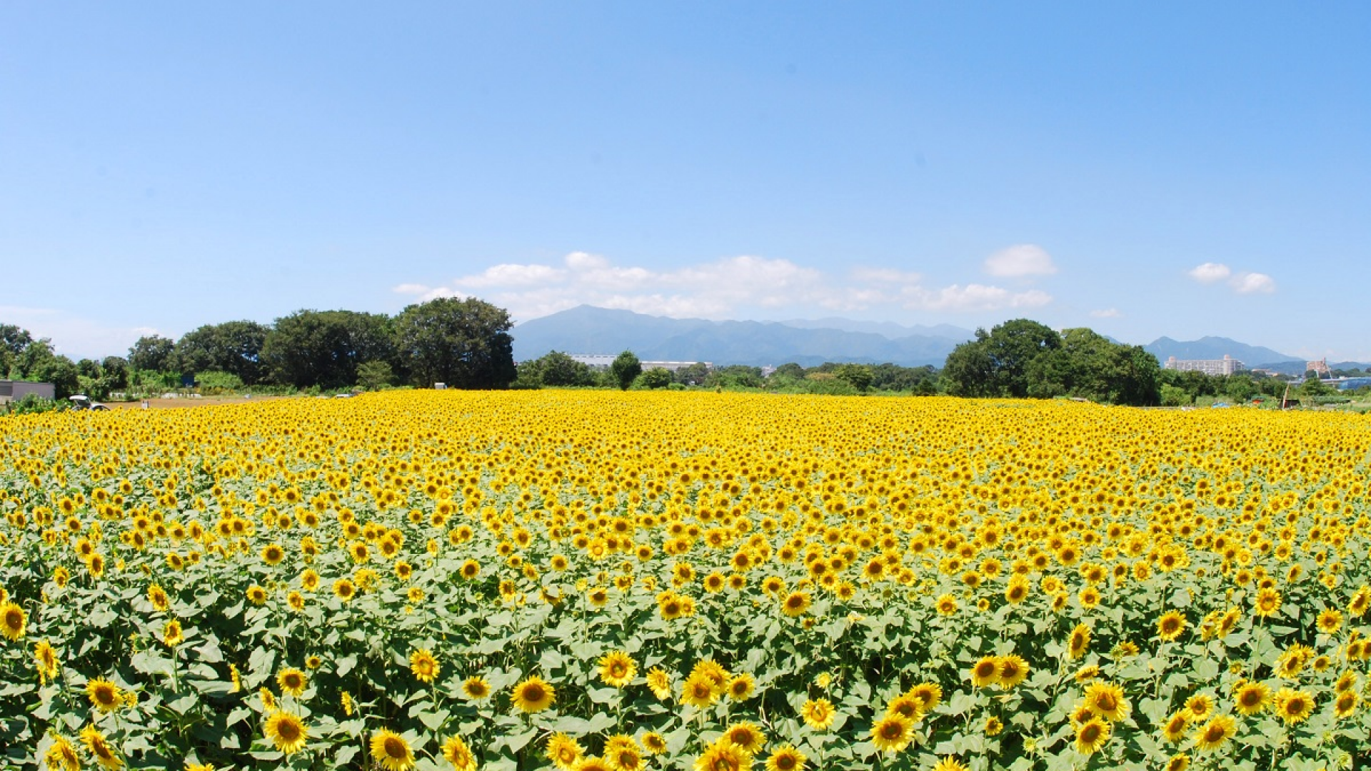 Le champ de tournesols de Zama