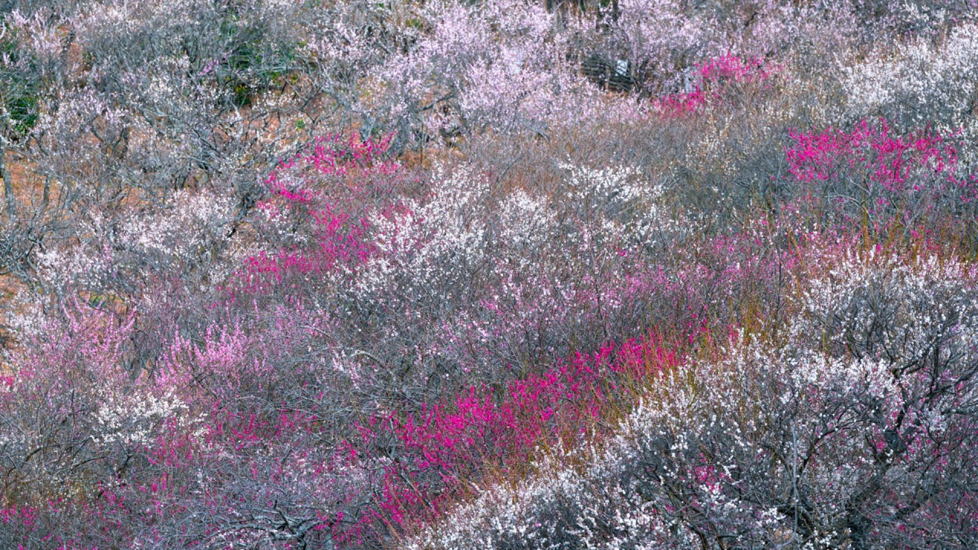 Yugawara Plum Grove "Banquet of Ume (Plums)"