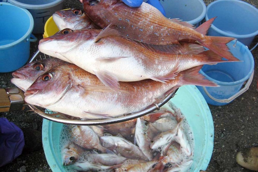 Expérience de pêche à Oiso Dragnet
