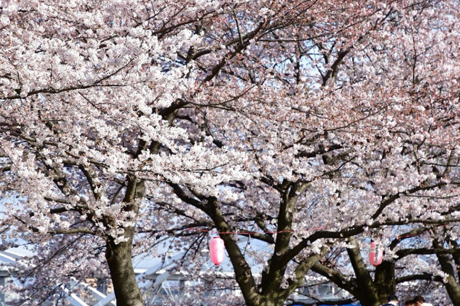 Eine Reihe von Kirschblütenbäumen am Zusammenfluss von drei Flüssen