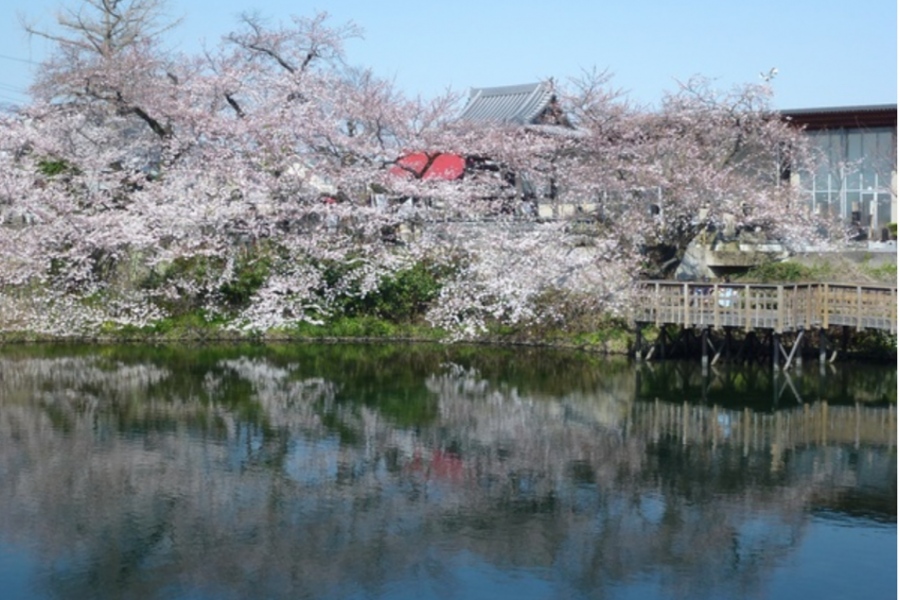 Imaizumi Meisui Sakura Park(cherry blossoms)