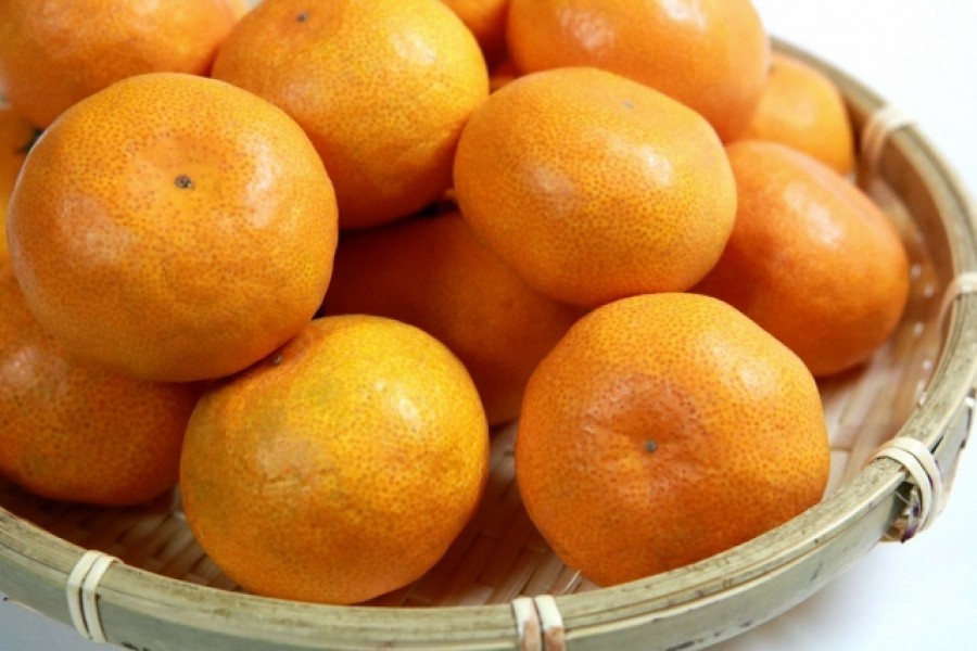 土方柑橘園的蜜柑採摘