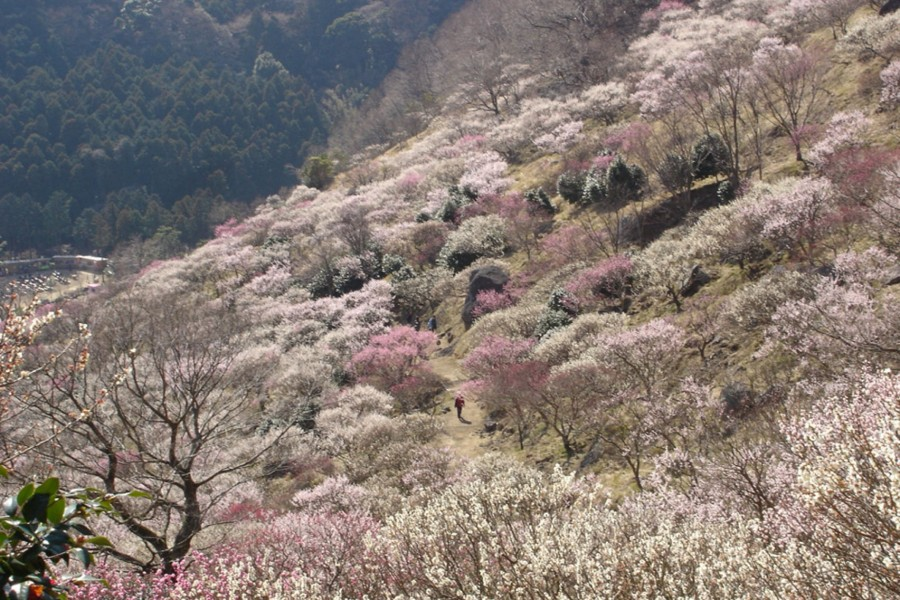 Hike Through a Plum Forest in Yugawara; Then Relax with Hot Springs and Sweets