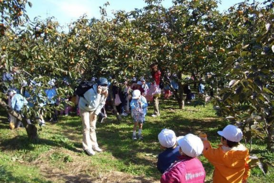 Vườn cây ăn quả Suzukien (Hái quả)