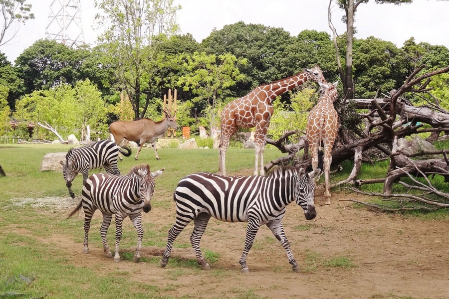 Zoo-Abenteuer und Besuch einer Ranch in Fujisawa