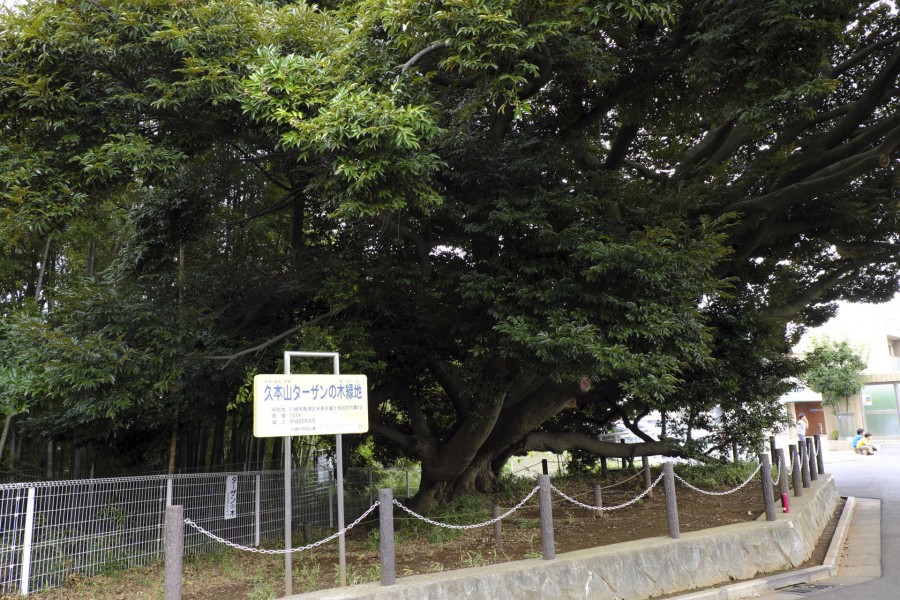 Le parc Suenaga-Kumanomori avec ses cerisiers de l'époque Edo et un arbre Tarzan