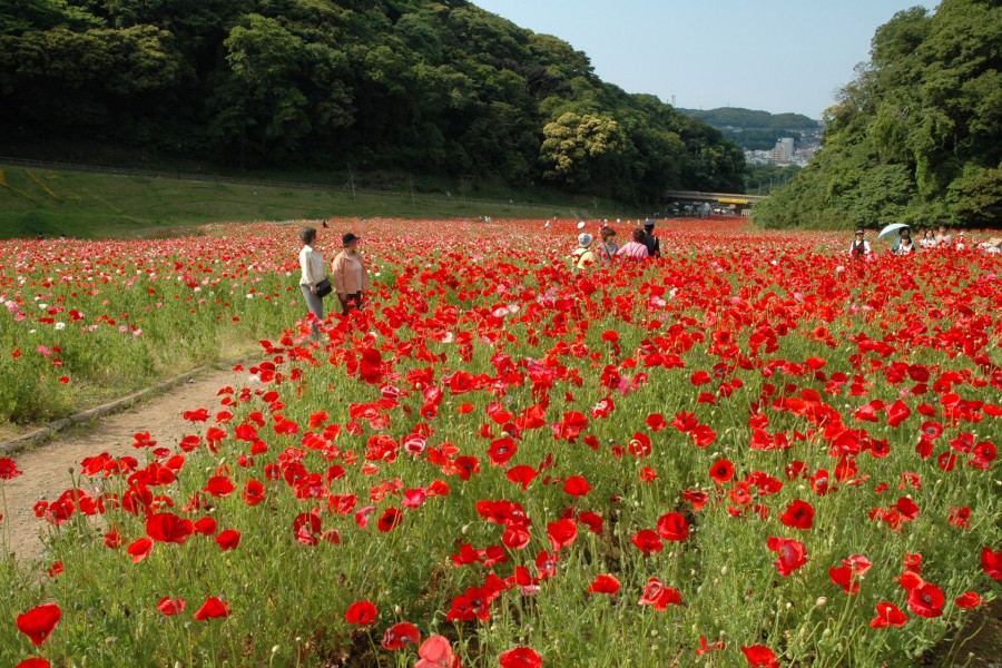 Công viên hoa Yokosuka Kurihama