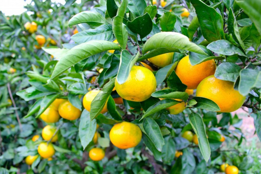Recogida de naranjas mandarinas en Isehara-shi